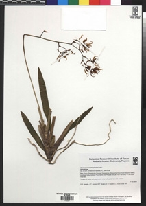 BRIT herbarium collection
