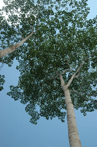 Crofelemer Tree