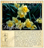 march daffodil