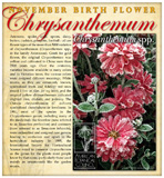 Chrysanth - November Birthday
