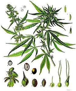 marijuana drawing