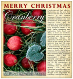 Cranberry Christmas SM