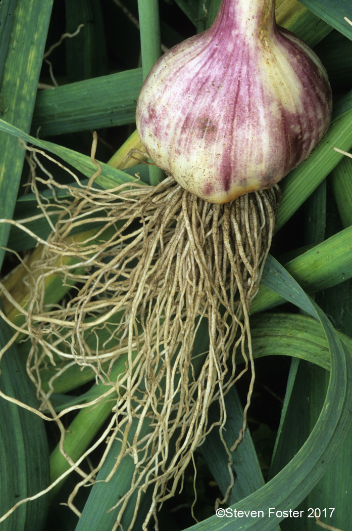 Garlic image for AAH