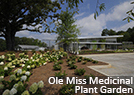 Ole Miss Medicinal Plant Garden