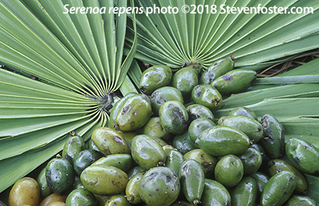 Serenoa-repens-13206.jpg