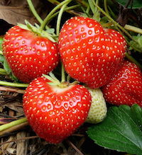 Strawberries2.jpg