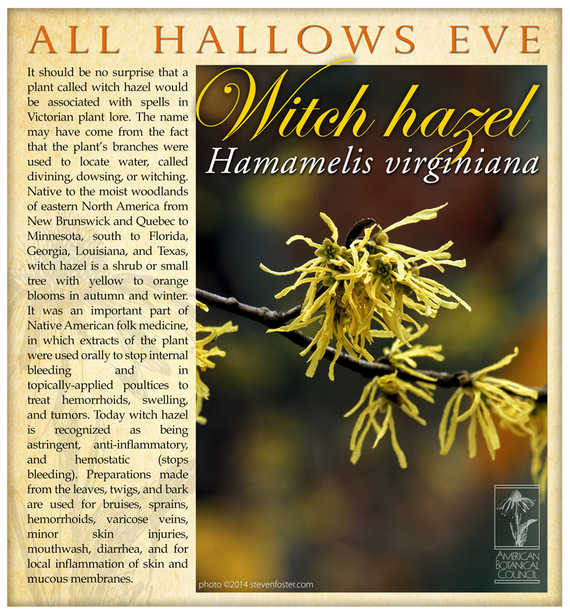 Witch Hazel All Hallows