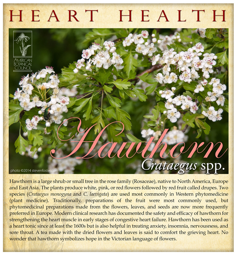 Hawthorn Heart Health