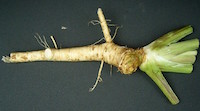 horseradish.jpg
