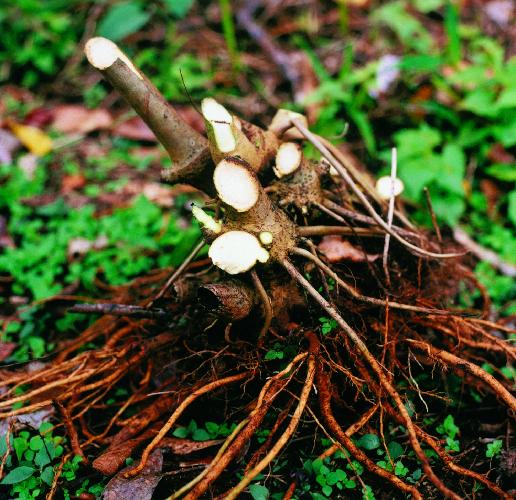 kava rhizome and root