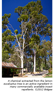 Lemon Eucalyptus Tree