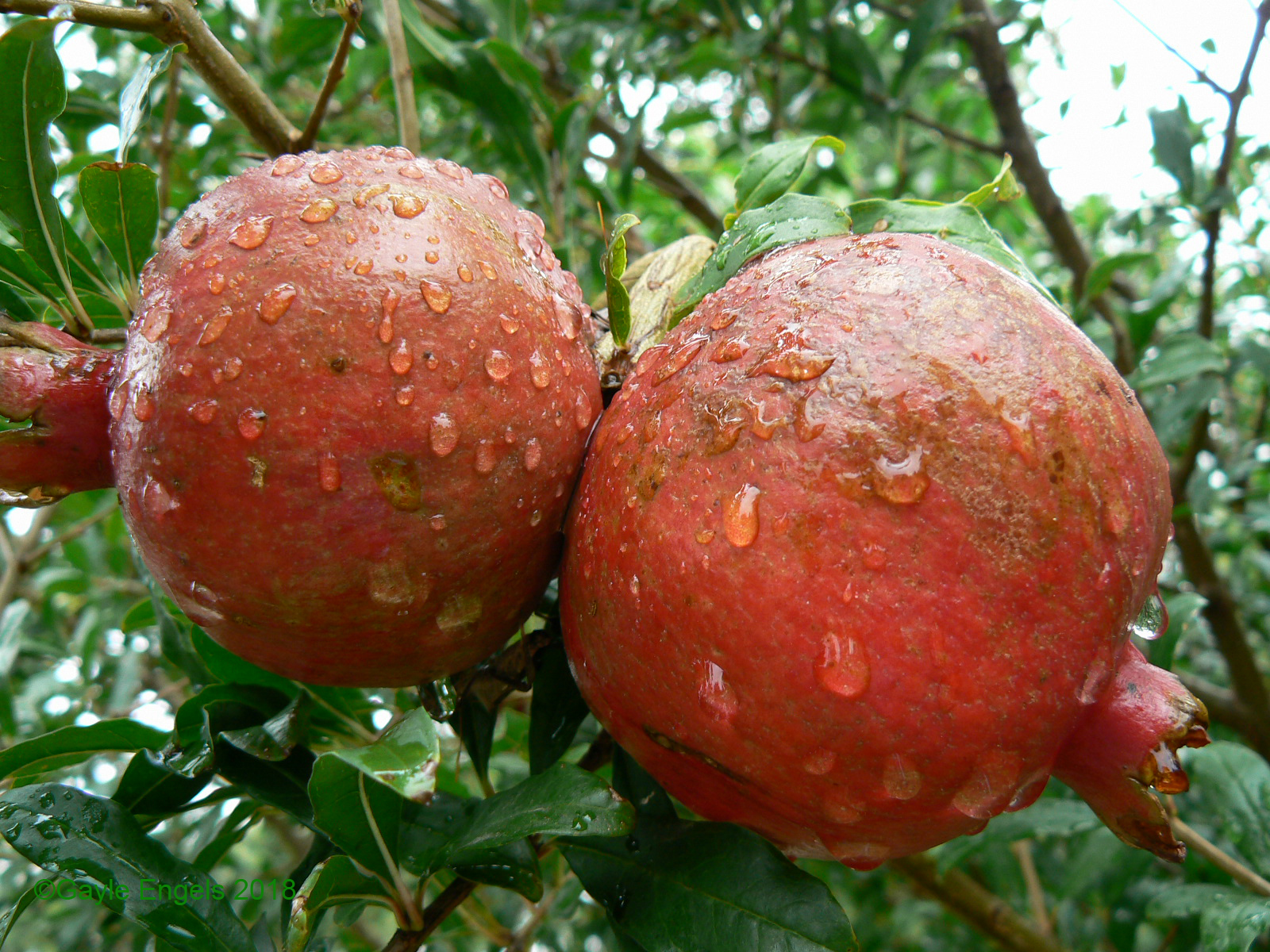 pomegranate AAH GE