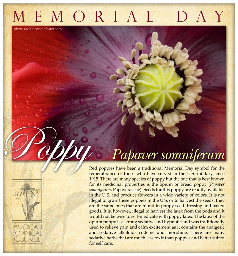 ecard Memorial Poppy