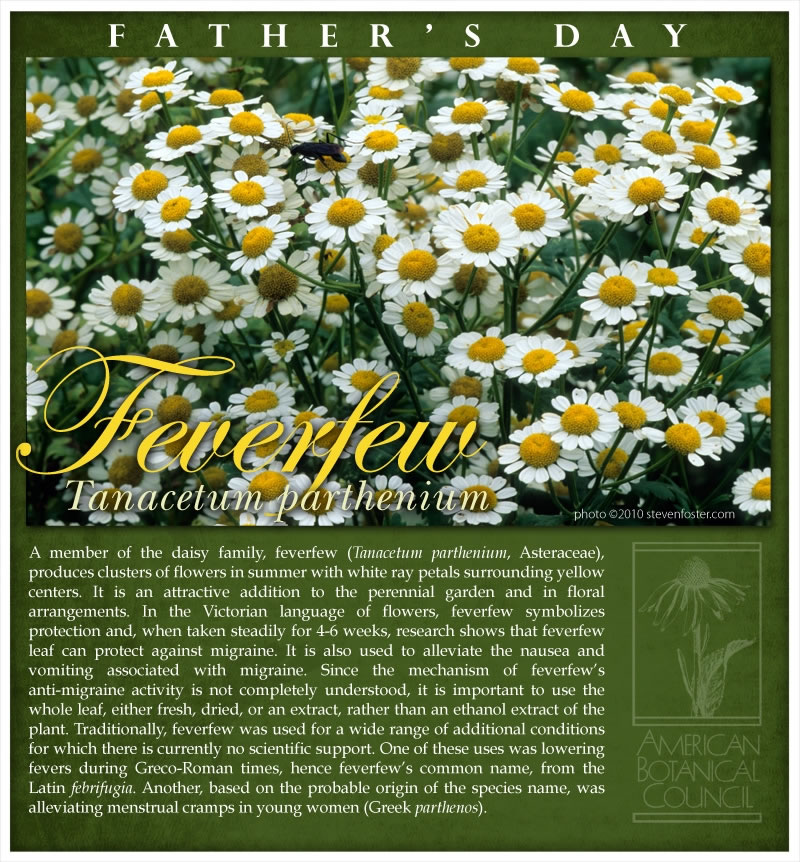 Feverfew Father's Day2