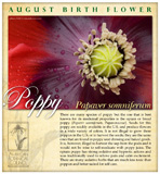 Poppy birth August