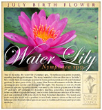 Water lily birth July