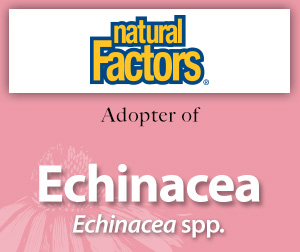 echinacea AAH large