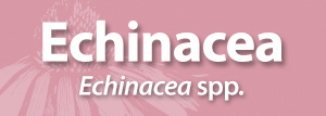 echinacea AAH small
