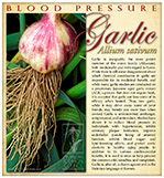 Garlic Blood PressureSM