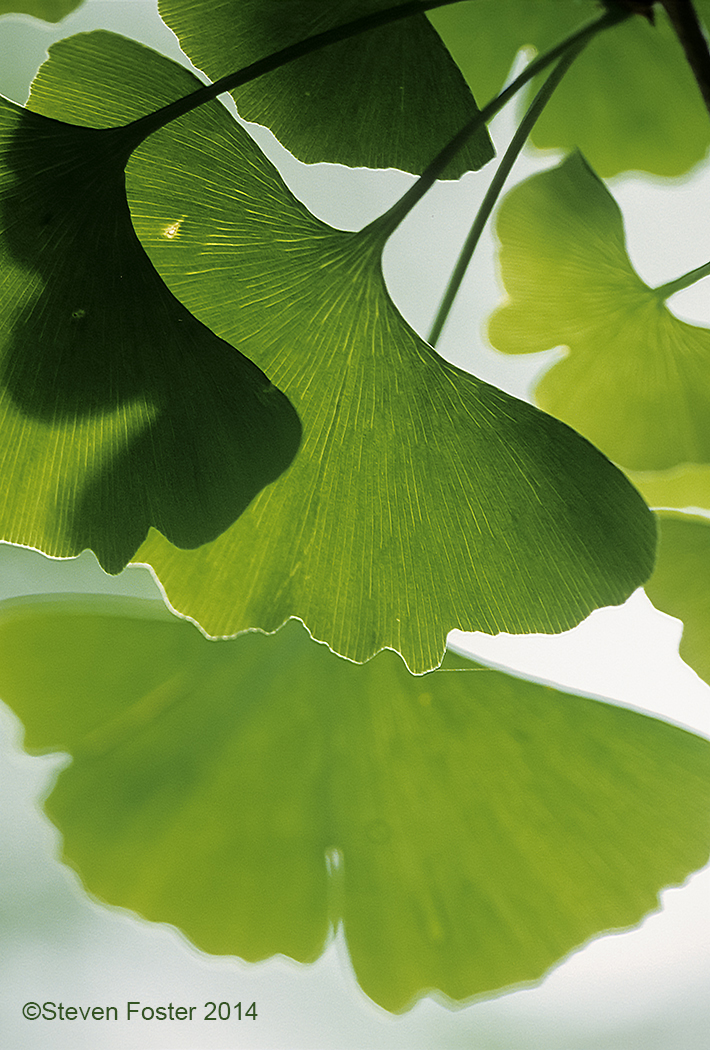 Ginkgo_for_AAH
