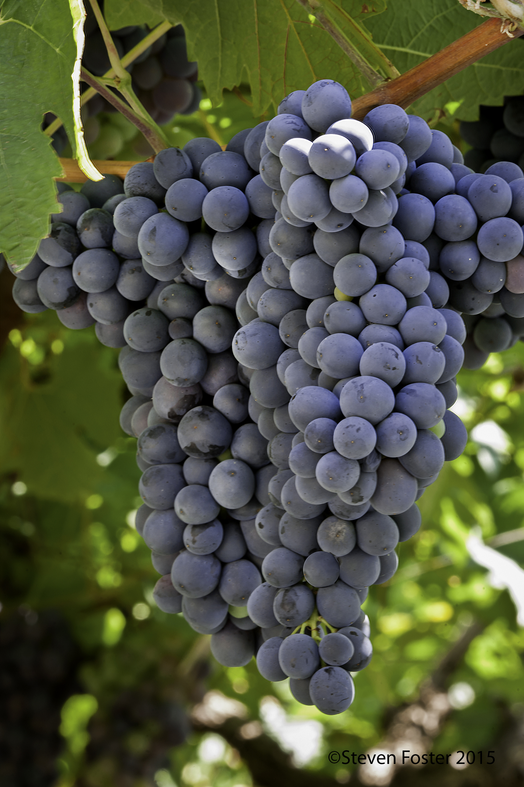 Grape, Vitis vinifera - American Botanical Council