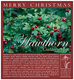 Hawthorn ChristmasSM