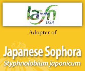 AAH Japanese sophora LG adopter