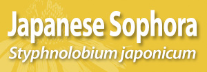 AAH Japanese sophora SM banner