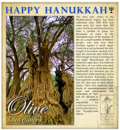 Olive for Hanukkah