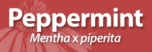 Peppermint AAH