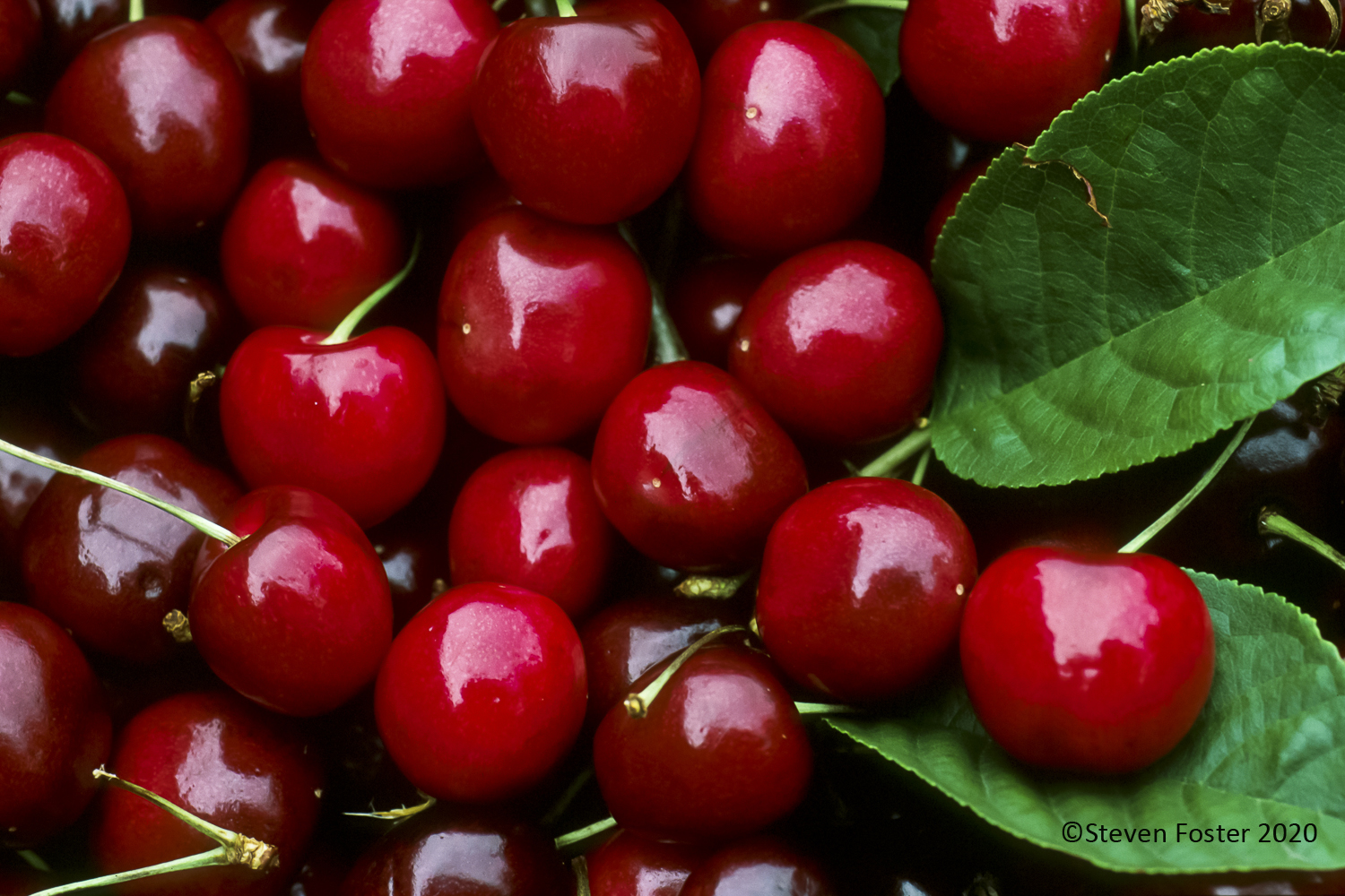 AAH Tart Cherry