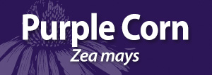 Purple corn SM