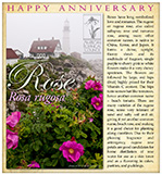 Rose Happy AnniversarySM