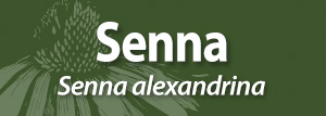 Senna Adopt an Herb