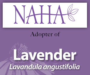 AAH NAHA lavender