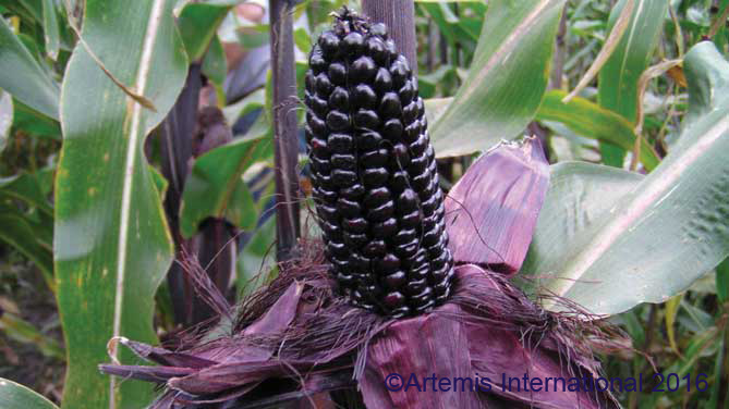 Purple corn for AAH