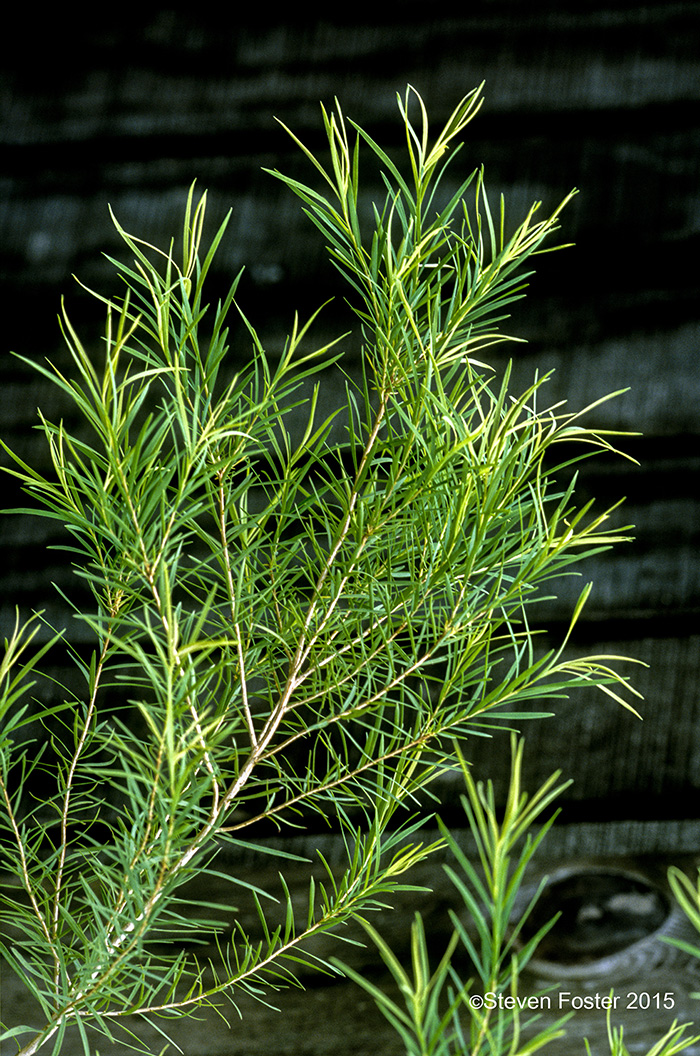 Tea tree, Melaleuca alternifolia - American Botanical Council