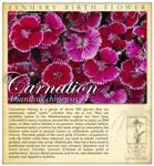 Carnation LoRes